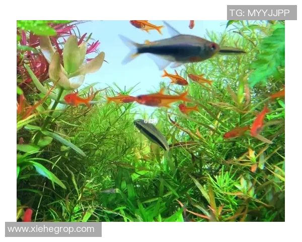 鱼儿足球：探索水下世界的足球魅力与生态保护的完美结合